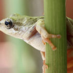 frog leaping